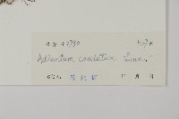 鞭葉鐵線蕨藏品圖，第2張