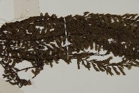 鞭葉鐵線蕨藏品圖，第4張