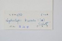 長葉腎蕨藏品圖，第2張