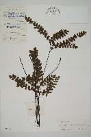 扇葉鐵線蕨藏品圖，第1張