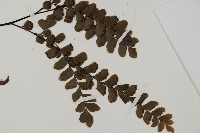 扇葉鐵線蕨藏品圖，第3張