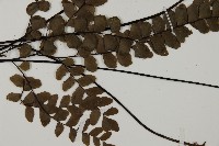 扇葉鐵線蕨藏品圖，第4張