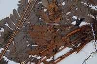 海南複葉耳蕨藏品圖，第3張