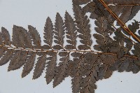 海南複葉耳蕨藏品圖，第4張