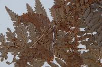 海南複葉耳蕨藏品圖，第5張