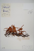 抱樹石葦藏品圖，第1張