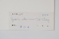 抱樹石葦藏品圖，第2張