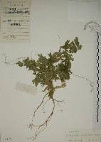 生根卷柏藏品圖，第1張