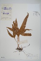 掌葉線蕨藏品圖，第1張