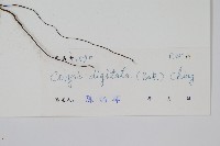 掌葉線蕨藏品圖，第2張