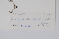 溪邊假毛蕨藏品圖，第2張