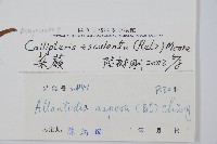 菜蕨藏品圖，第2張