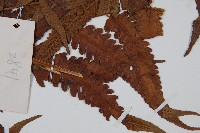 菜蕨藏品圖，第3張