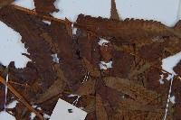 菜蕨藏品圖，第4張