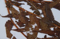 菜蕨藏品圖，第5張