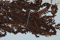 金狗毛蕨藏品圖，第3張