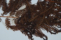 金狗毛蕨藏品圖，第4張