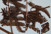 金狗毛蕨藏品圖，第5張