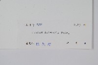 三角脈鳳尾蕨藏品圖，第2張