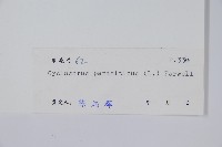 密毛毛蕨藏品圖，第2張