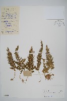 江南卷柏藏品圖，第1張