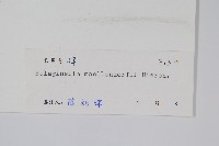 江南卷柏藏品圖，第2張