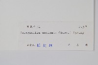 翠雲草、藍草藏品圖，第2張