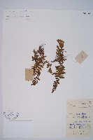 毛軸假蹄蓋蕨藏品圖，第1張