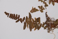 毛軸假蹄蓋蕨藏品圖，第4張