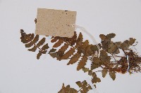 毛軸假蹄蓋蕨藏品圖，第5張