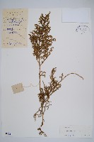 過山龍藏品圖，第1張