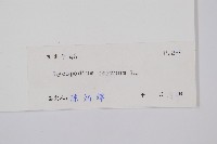 過山龍藏品圖，第2張