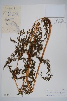 普通針毛蕨藏品圖，第1張