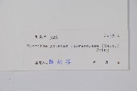 普通針毛蕨藏品圖，第2張