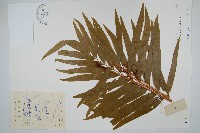 華南紫萁藏品圖，第1張