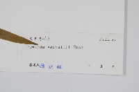 華南紫萁藏品圖，第2張