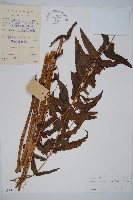 菜蕨藏品圖，第1張