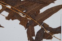 菜蕨藏品圖，第3張