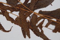 菜蕨藏品圖，第4張