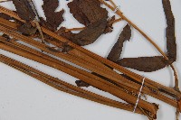 菜蕨藏品圖，第5張