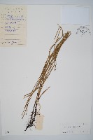 芼管草藏品圖，第1張