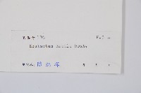 芼管草藏品圖，第2張