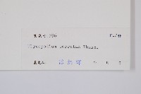 千層塔藏品圖，第2張