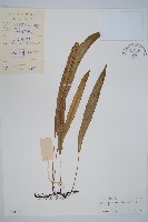 單葉雙蓋蕨藏品圖，第1張