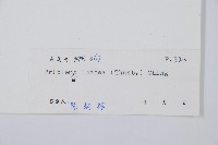 單葉雙蓋蕨藏品圖，第2張