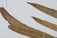 單葉雙蓋蕨藏品圖，第4張