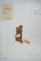 萬年松藏品圖，第1張