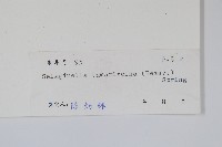 萬年松藏品圖，第2張