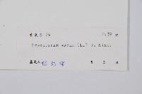 南海鱗毛蕨藏品圖，第2張