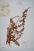 長葉鱗毛蕨藏品圖，第1張